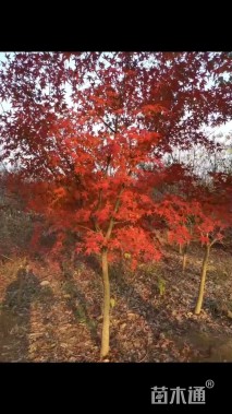 12公分鸡爪槭