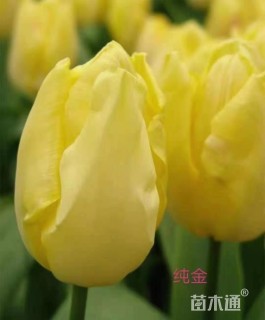 高度22厘米郁金香