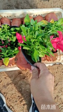 高度18厘米矮牵牛