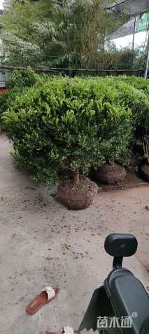 冠幅110厘米瓜子黄杨球