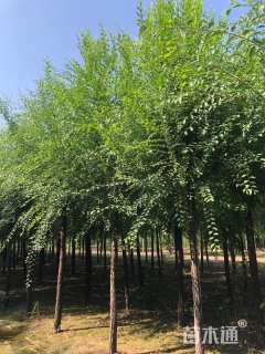 12公分榆树