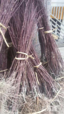 高度60厘米红枫小苗
