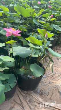 高度30厘米荷花