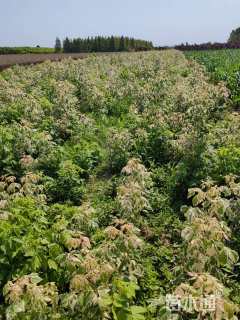 3公分红叶复叶槭