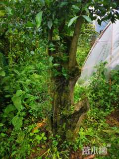 高度1200厘米金弹子