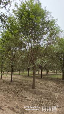 18公分大叶女贞