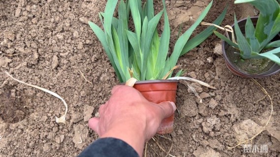 高度30厘米德国鸢尾