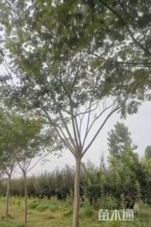 12公分合欢