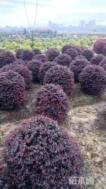 冠幅100厘米红花继木球