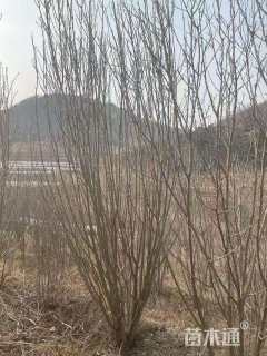 高度150厘米丛生木槿