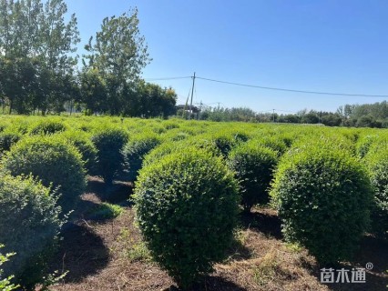 冠幅150厘米小叶女贞球