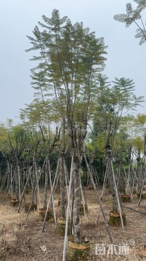 13公分蓝花楹