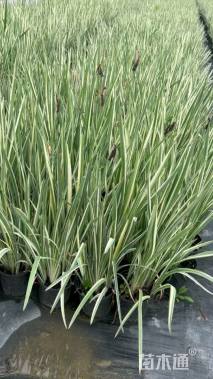 高度50厘米花叶玉蝉花