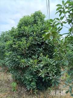 高度500厘米中华石楠