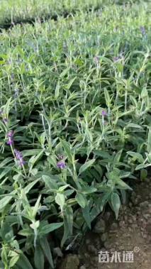高度25厘米墨西哥鼠尾草