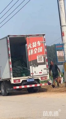 高度50厘米醉鱼草