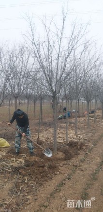 10公分绚丽海棠