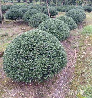 冠幅150厘米龟甲冬青球