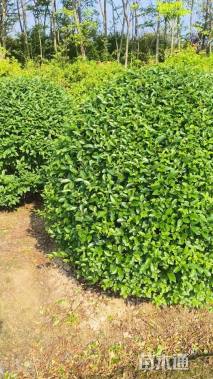 冠幅100厘米小叶女贞球