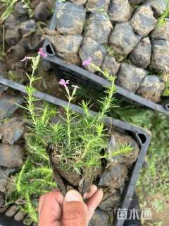 高度15厘米芝樱