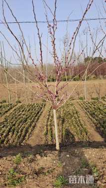 高度200厘米紫荆