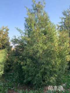 高度400厘米侧柏