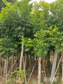 14公分桃花心木
