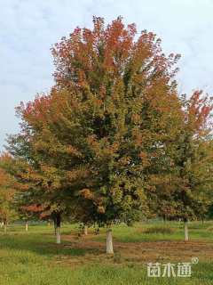 20公分美国红枫