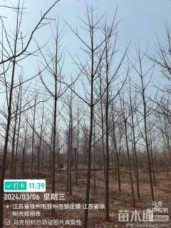 5公分银杏
