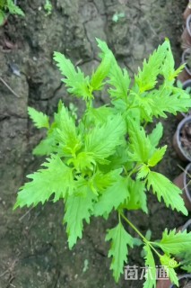 高度30厘米蓝雾草