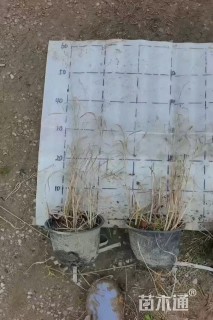 高度40厘米柳枝稷