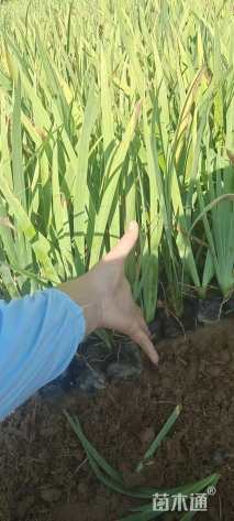 高度30厘米金娃娃鸢尾