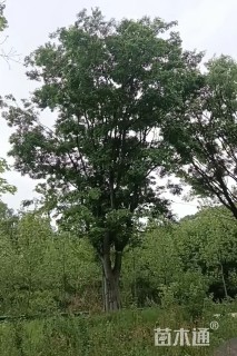35公分朴树