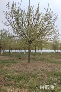 20公分金叶复叶槭