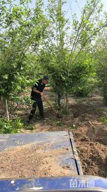 高度200厘米蜡梅