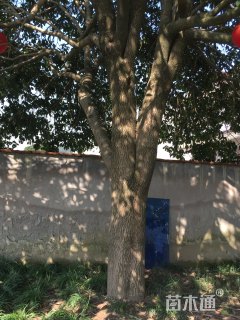 35公分桂花