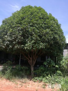 26公分桂花