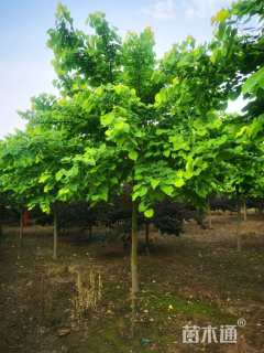 高度500厘米紫荆