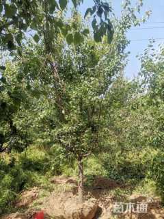 18公分杏树