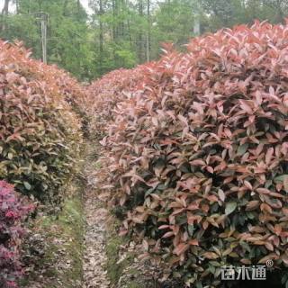 冠幅400厘米红叶石楠球