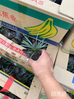 高度8厘米矮小沿阶草