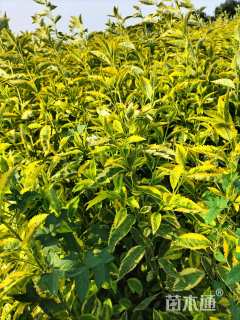 高度30厘米连翘