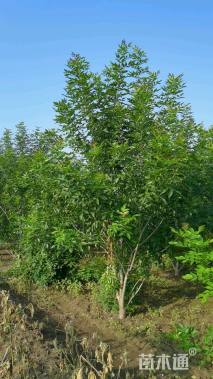 高度500厘米丛生白蜡