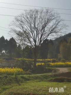 68公分皂荚