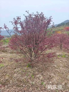 25公分红枫
