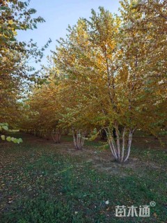高度600厘米丛生白桦