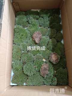 苔草