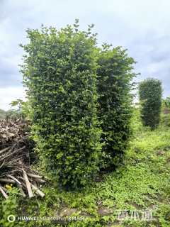 高度100厘米毛叶丁香