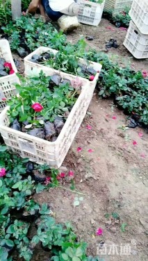 高度40厘米卡罗拉月季