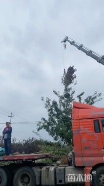 10公分紫叶李